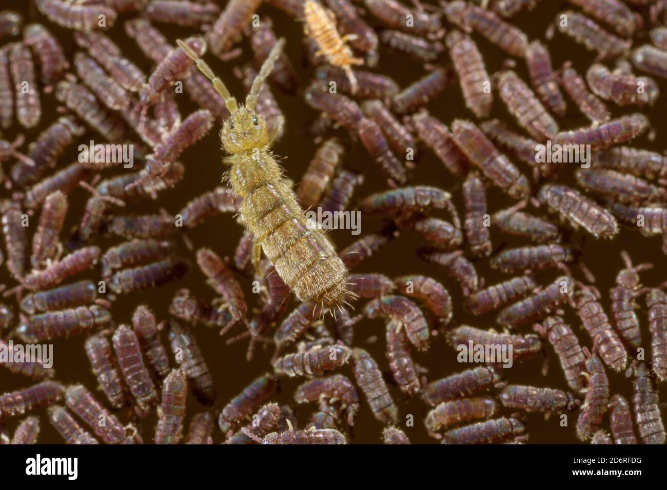 common black freshwater springtail (Podura aquatica), with springtail on another species, Germany Stock Photo