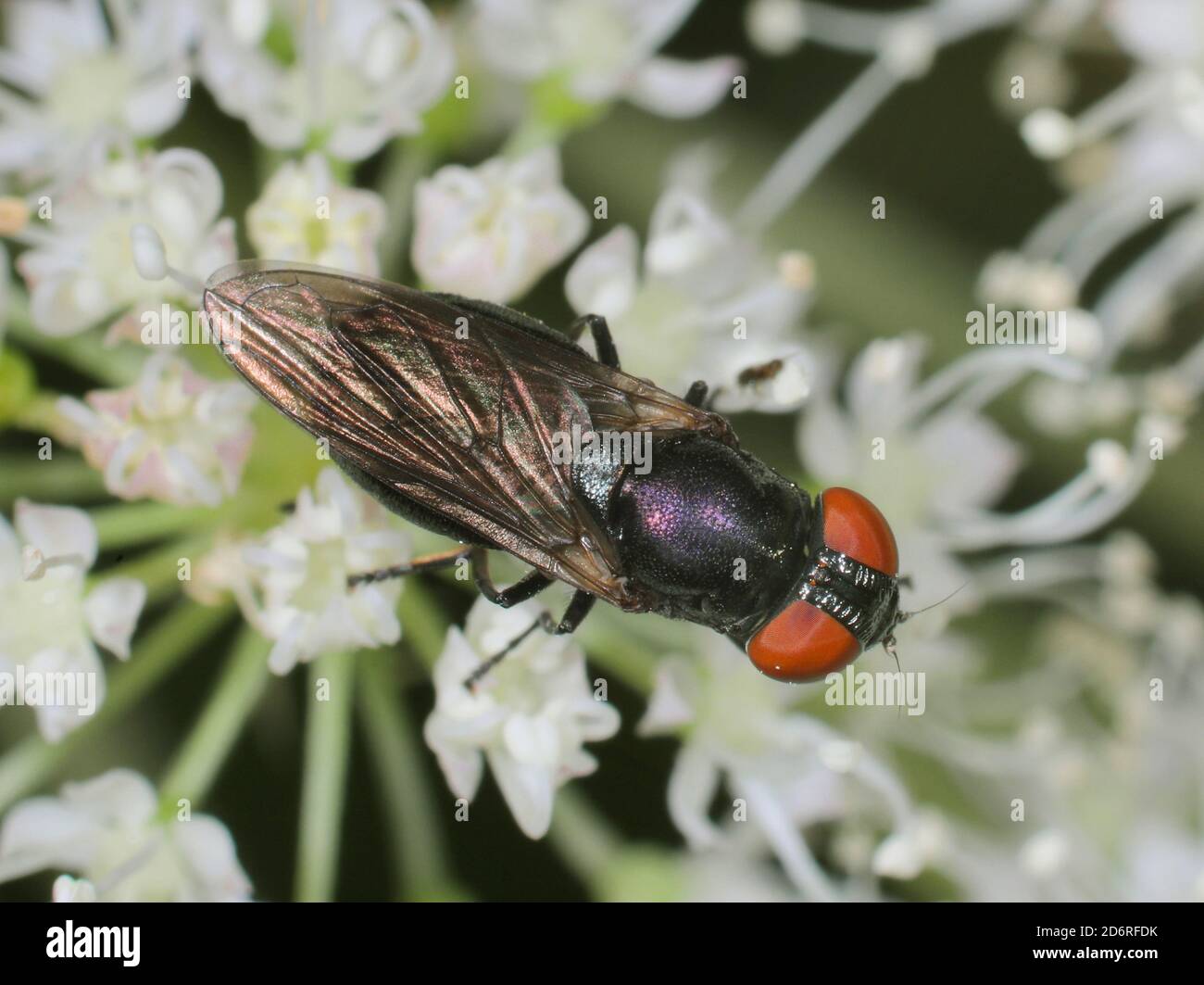 hoverfly (Chrysogaster solstitialis), sitting on white blossoms, dorsal view, Germany Stock Photo
