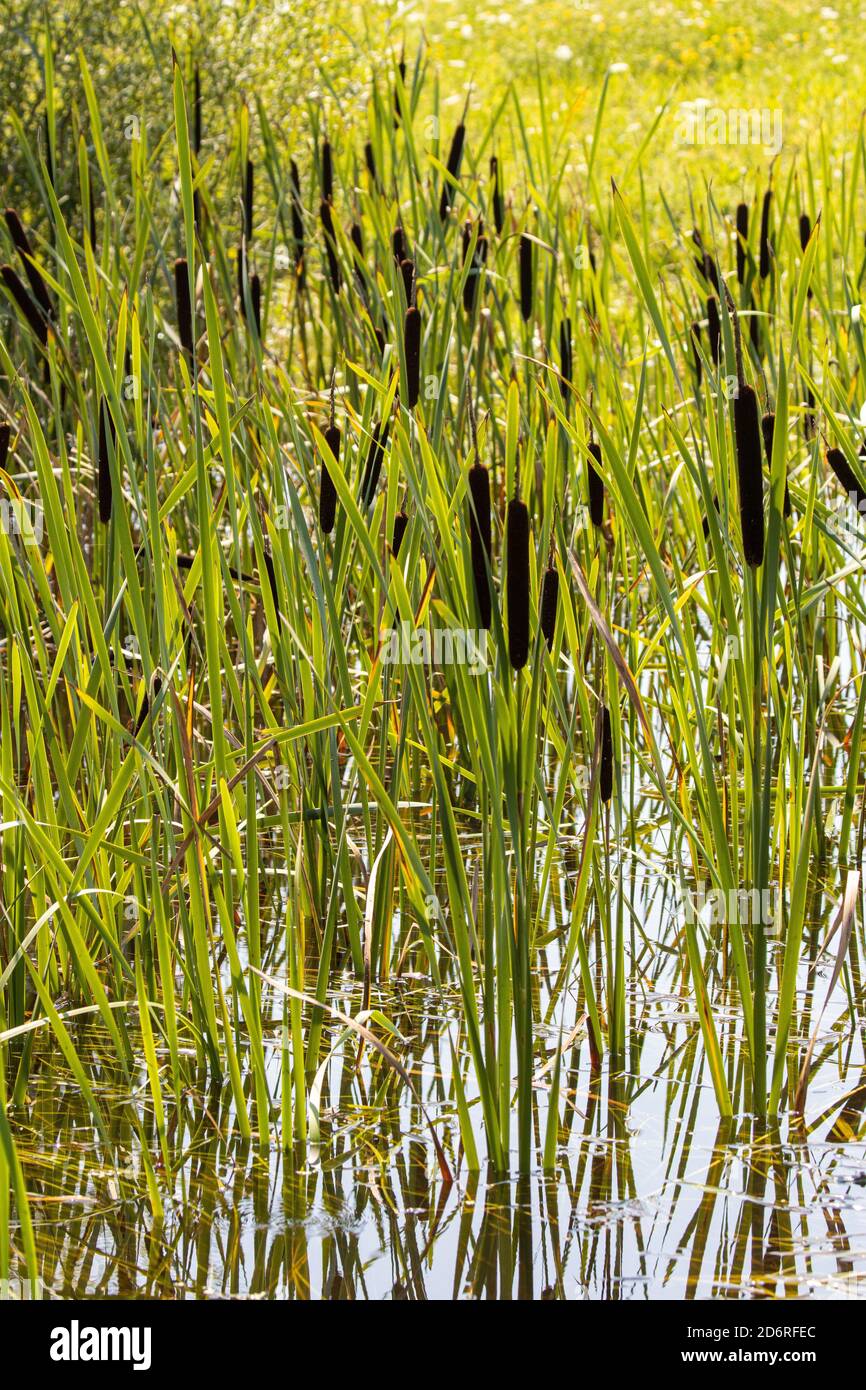common cattail, broad-leaved cattail, broad-leaved cat's tail, great reedmace, bulrush (Typha latifolia), fruiting, Germany, Bavaria Stock Photo