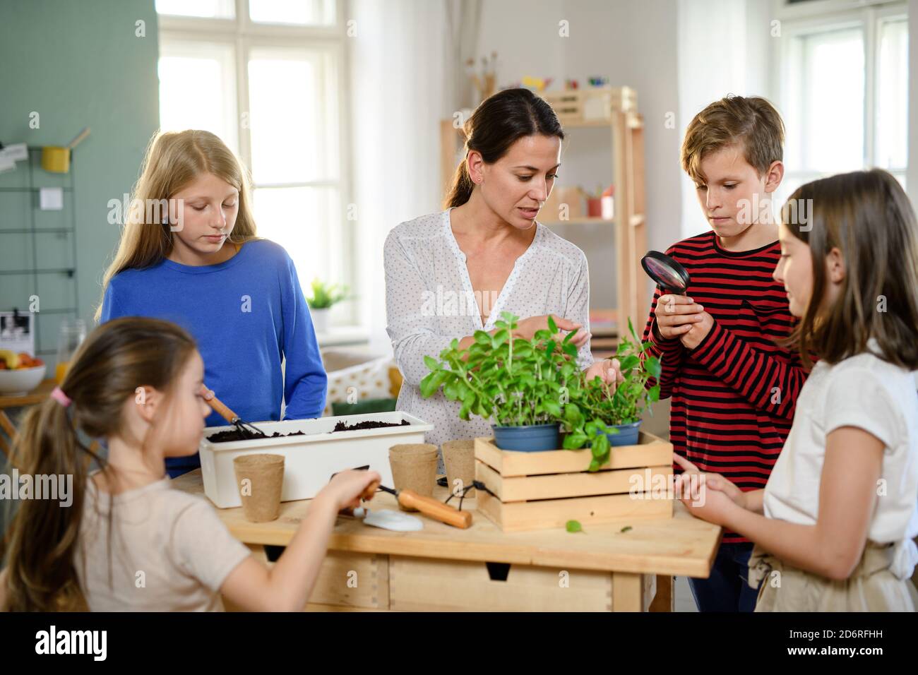 Group of homeschooling children with teacher planting herbs indoors, coronavirus concept. Stock Photo