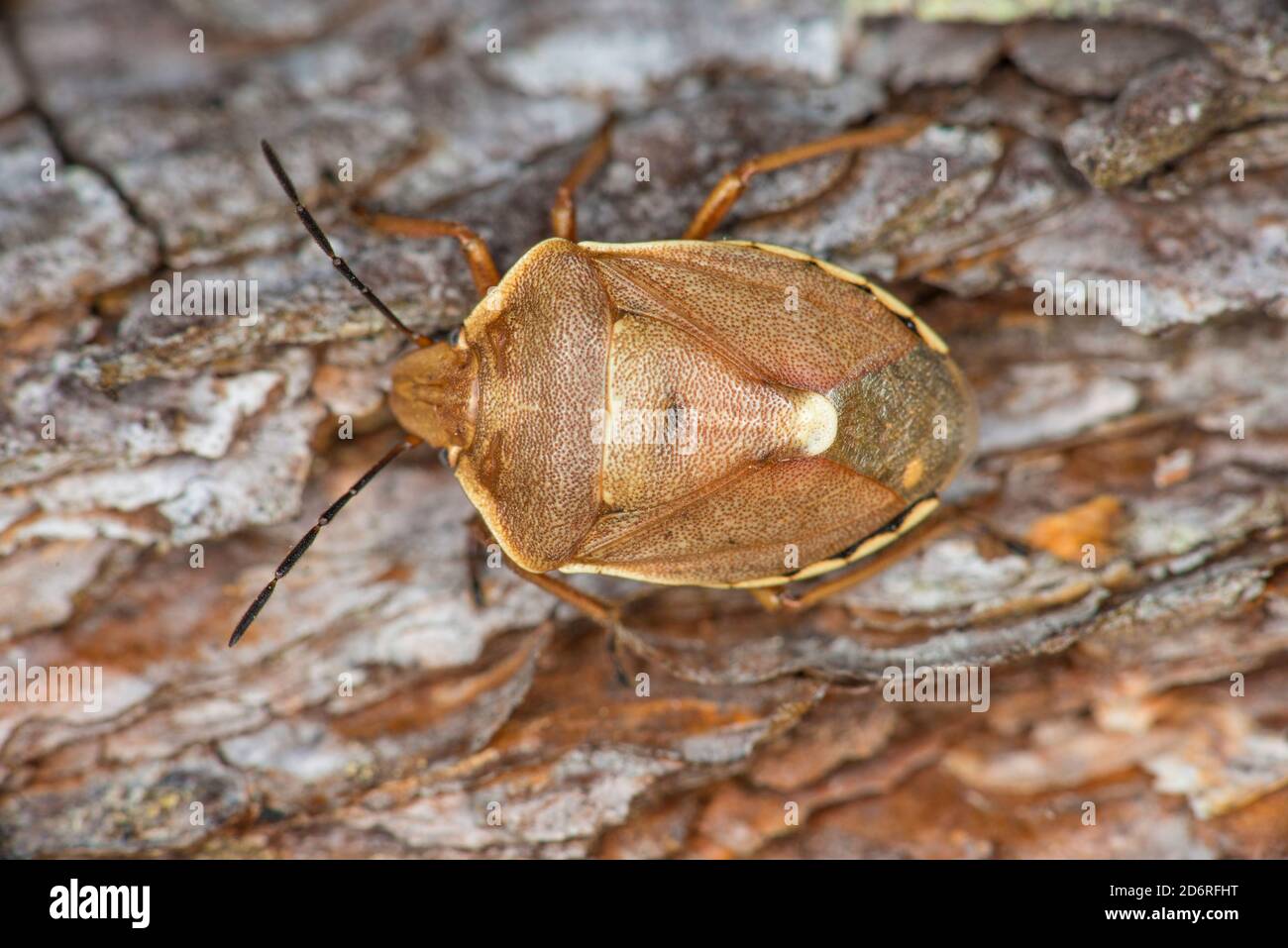 shield bug (Chlorochroa pinicola), sits on bark, Germany Stock Photo