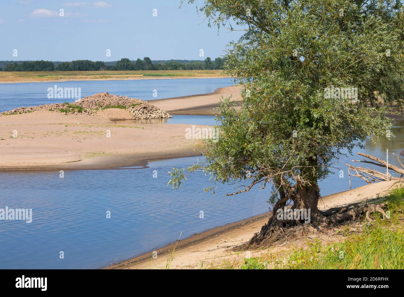 willow, osier (Salix spec.), willow on the shore of Elbe river, Germany Stock Photo