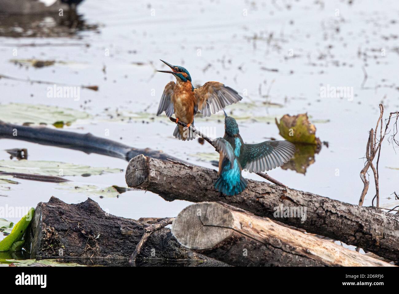 river kingfisher (Alcedo atthis), communicating pair on dead wood in a lake, Germany, Bavaria, Lake Chiemsee Stock Photo