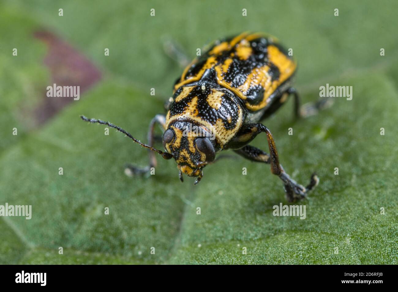 leaf beetle (Pachybrachis sinuatus), sits on a leaf, Germany Stock Photo