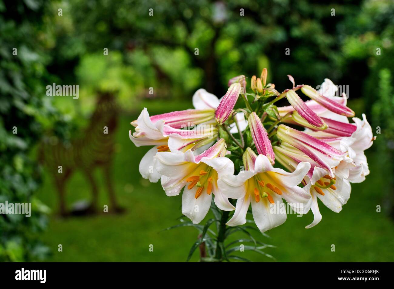 royal lily (Lilium regale, Lilium myriophyllum), inflorescence, zabra in the background, Germany, Hesse Stock Photo