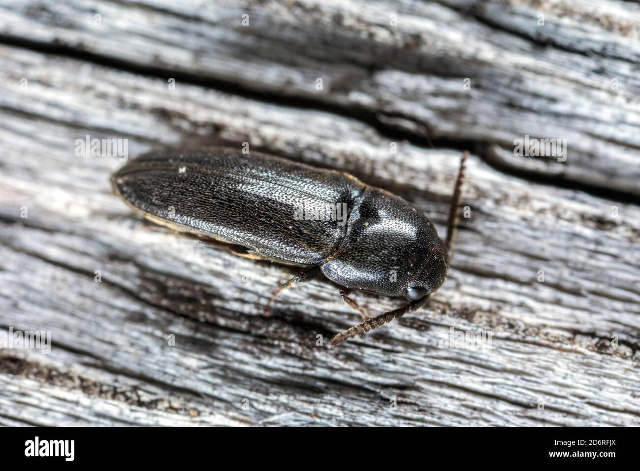 beetle (Eucnemis capucina), sits on wood, Germany Stock Photo