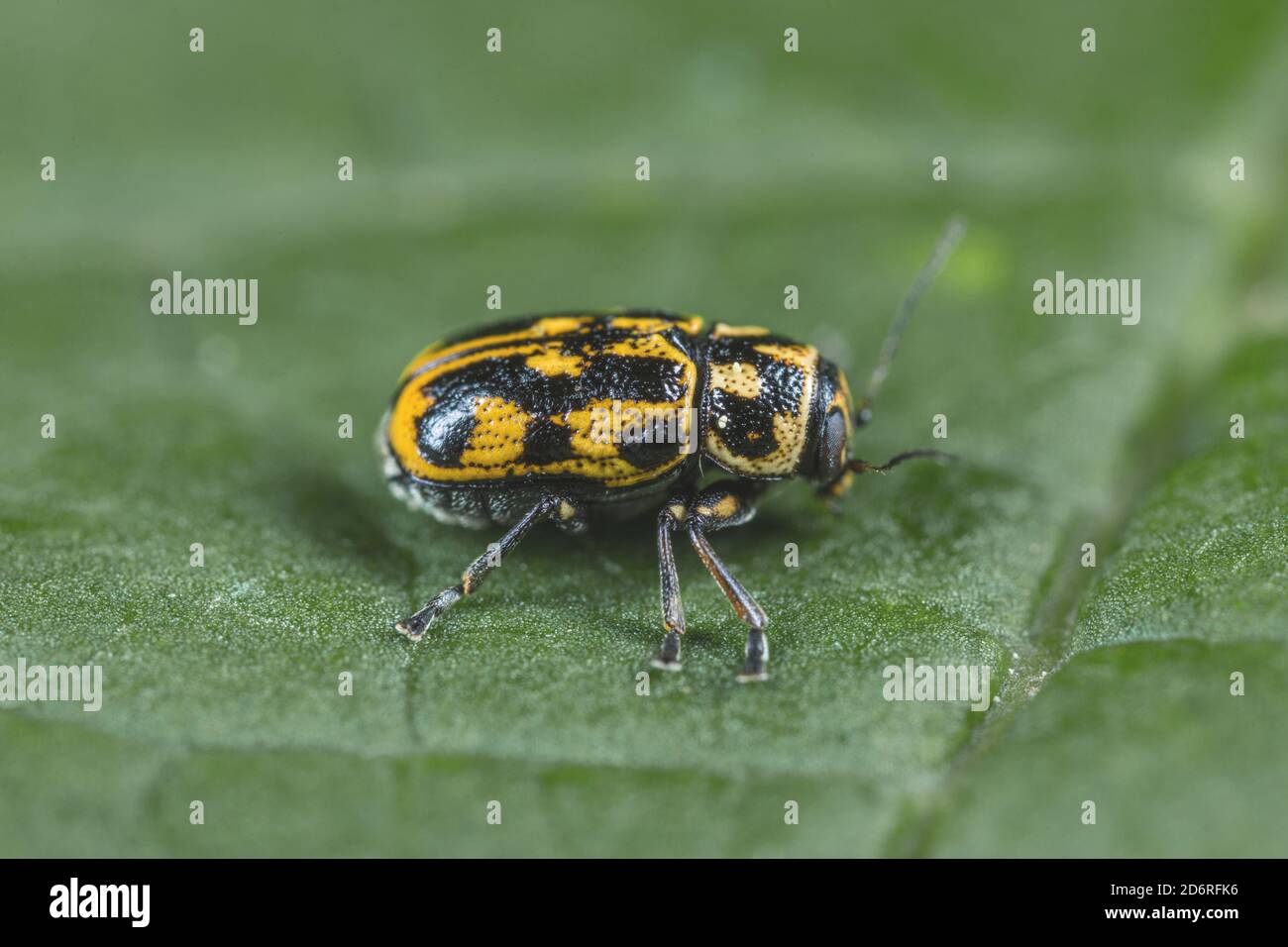 leaf beetle (Pachybrachis sinuatus), sits on a leaf, Germany Stock Photo