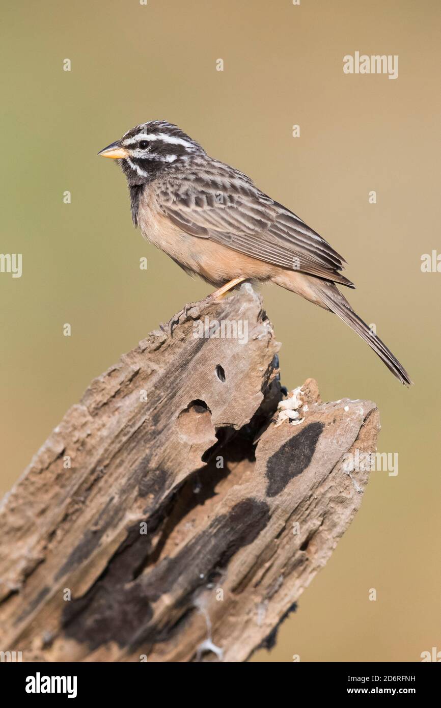 cinnamon-breasted rock bunting (Emberiza tahapisi), side view of an adult male perched on an old branch, Oman, Dhofar Stock Photo