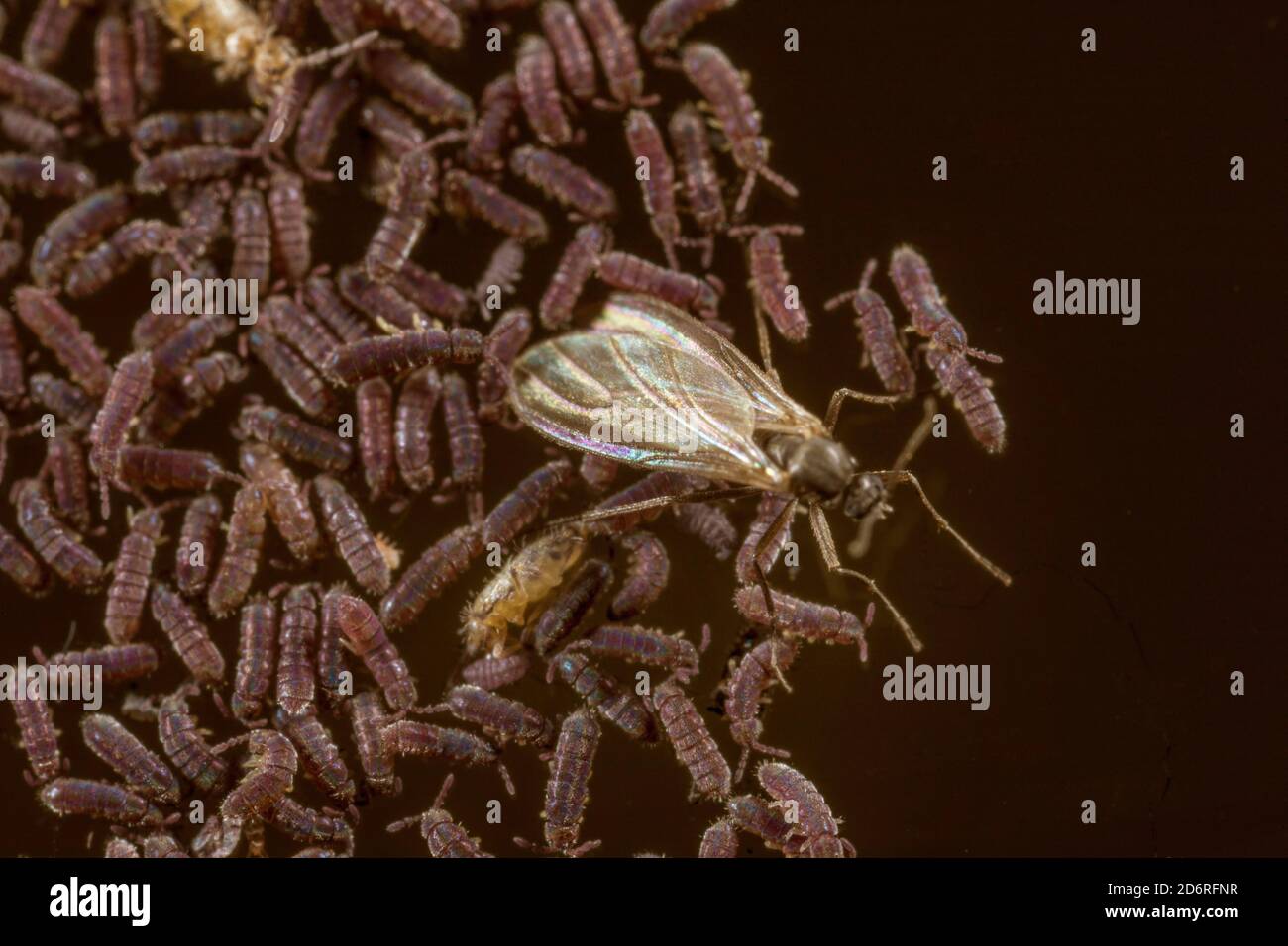 common black freshwater springtail (Podura aquatica), macro shot of an aggregation of black freshwater springtails with fly, Germany Stock Photo