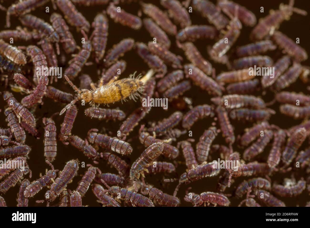 common black freshwater springtail (Podura aquatica), macro shot of an aggregation of black freshwater springtails, Germany Stock Photo