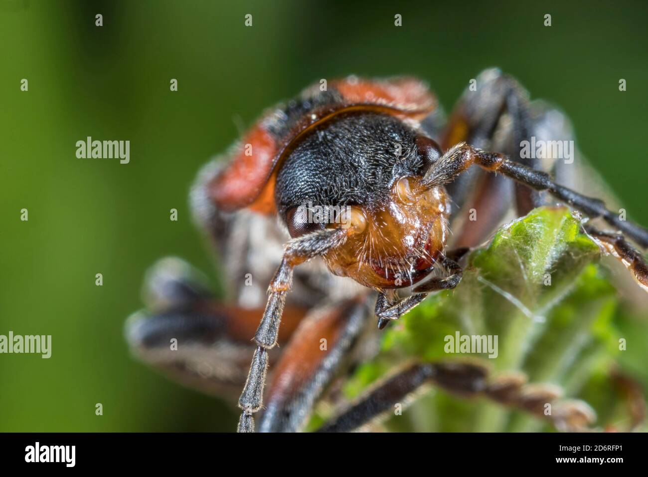 Soldier beetle (Cantharis rustica), portrait, Germany Stock Photo