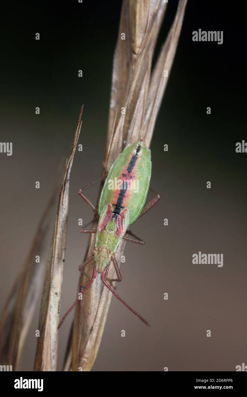 Scentless plant bug, Rhopalid bug  (Myrmus miriformis), sits on a blade of grass, Germany Stock Photo