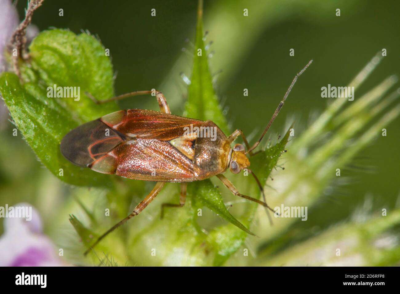 Capsid bugs (Actinonotus pulcher), sits on a leaf, Germany Stock Photo