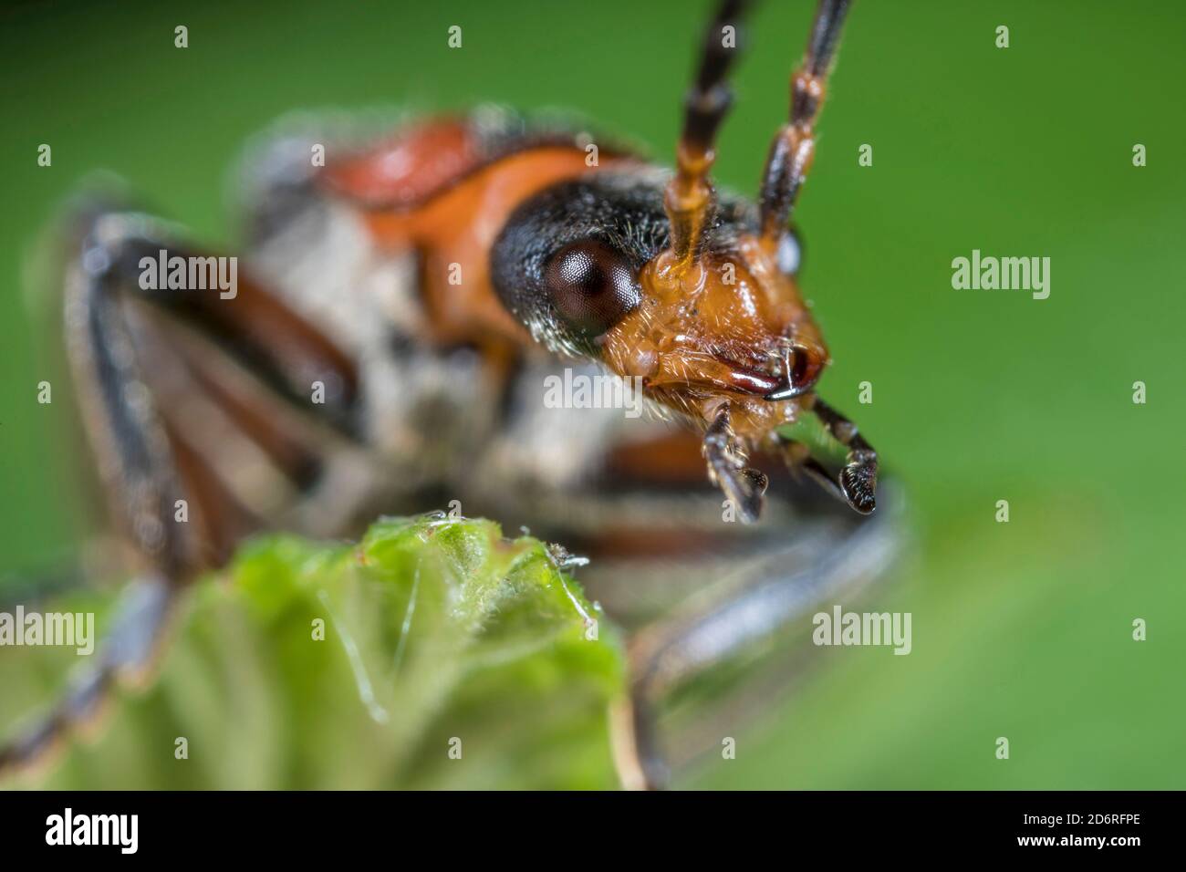 Soldier beetle (Cantharis rustica), portrait, Germany Stock Photo