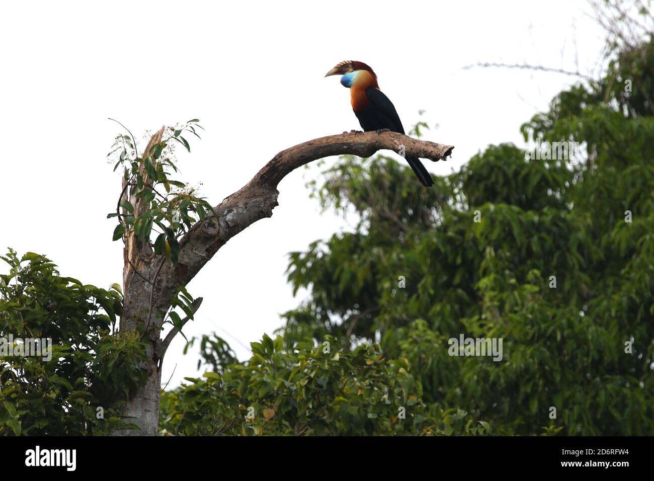 Sumba hornbill (Rhyticeros everetti), on a tree, Indonesia, Sumba island Stock Photo