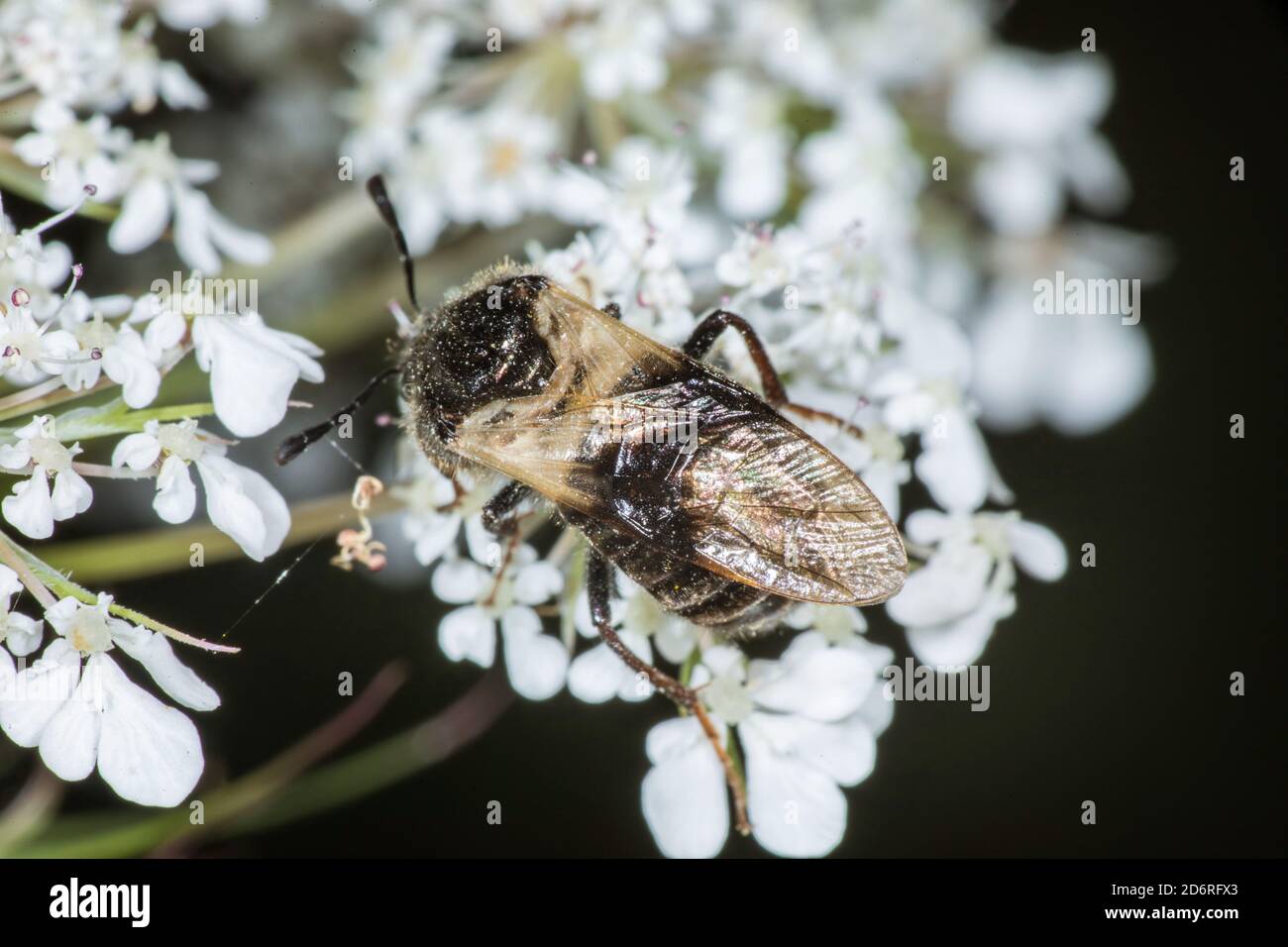 sawfly (Zaraea fasciata, Abia fasciata), on an inflorescence, Germany Stock Photo