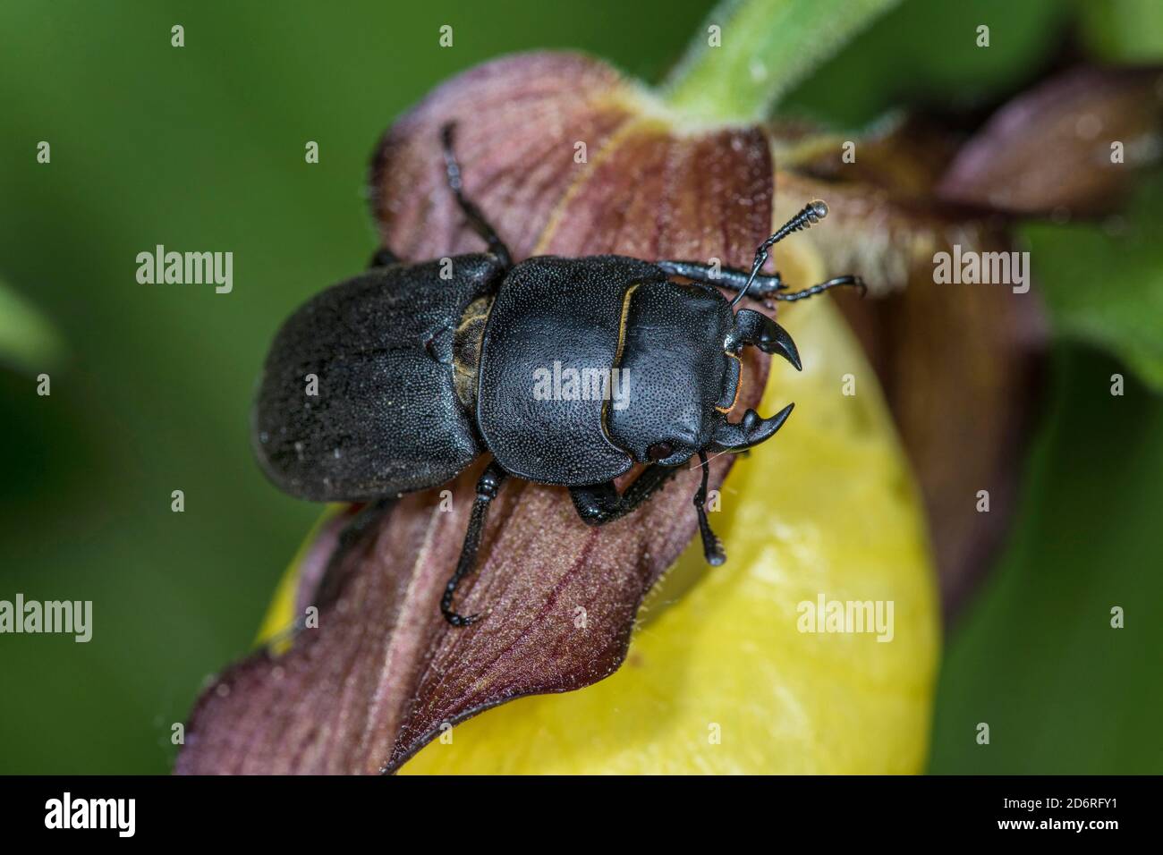 Lesser stag beetle (Dorcus parallelipipedus), sits on a flower, Germany Stock Photo