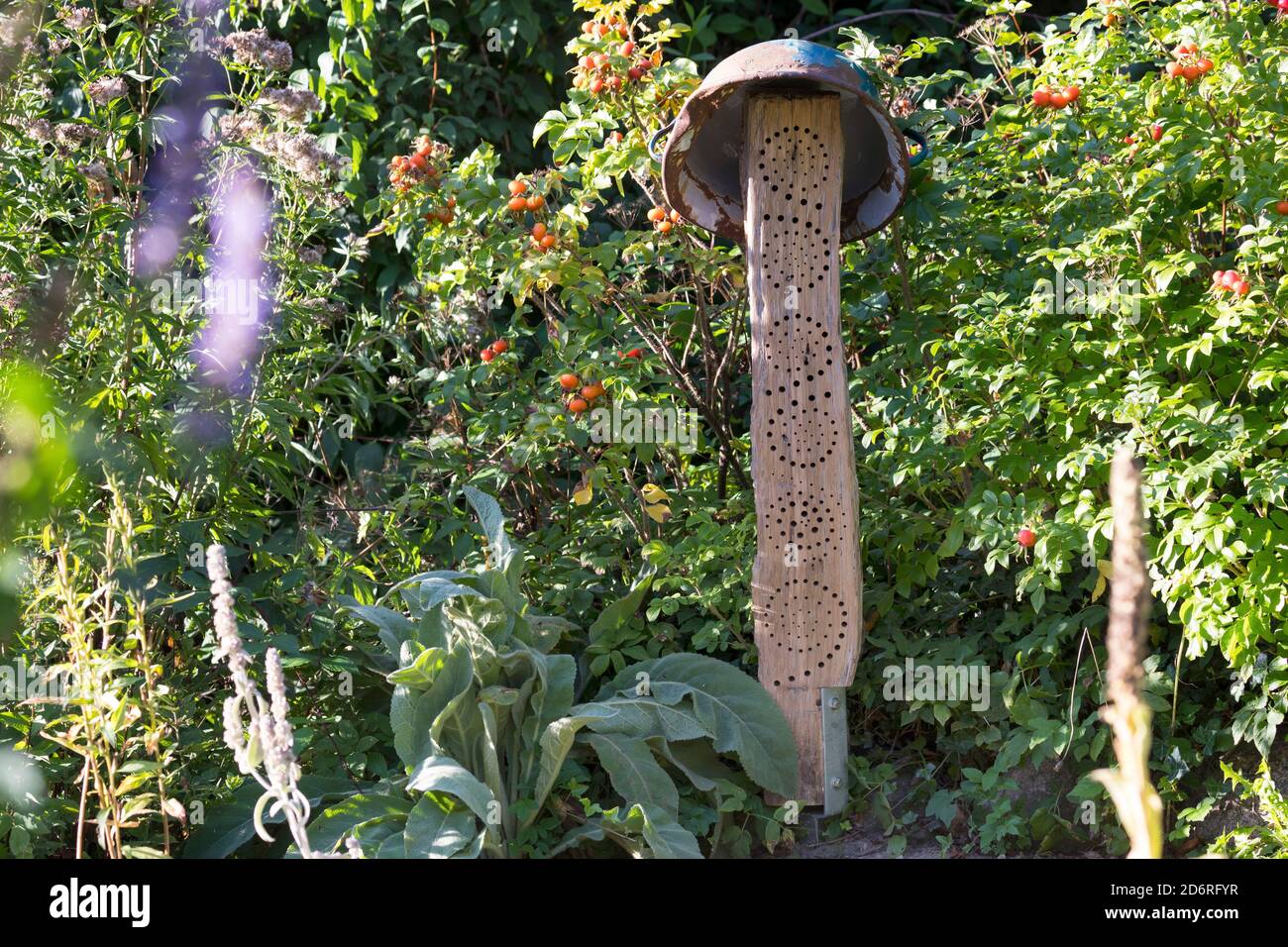selfmade insect hotel for wild bees made with an oak trunk, Germany Stock Photo