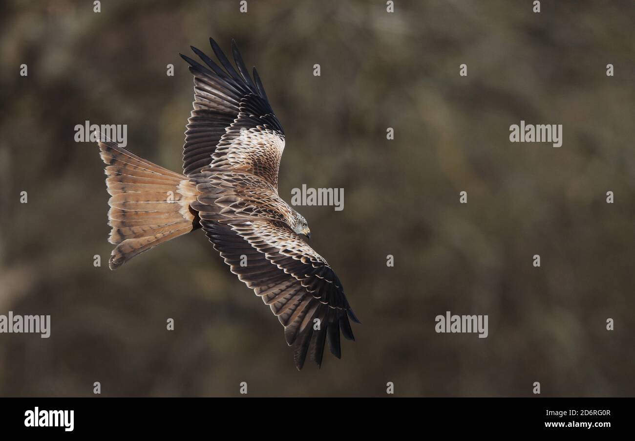 red kite (Milvus milvus), First-winter Red Kite flying at a forest edge, Sweden Stock Photo