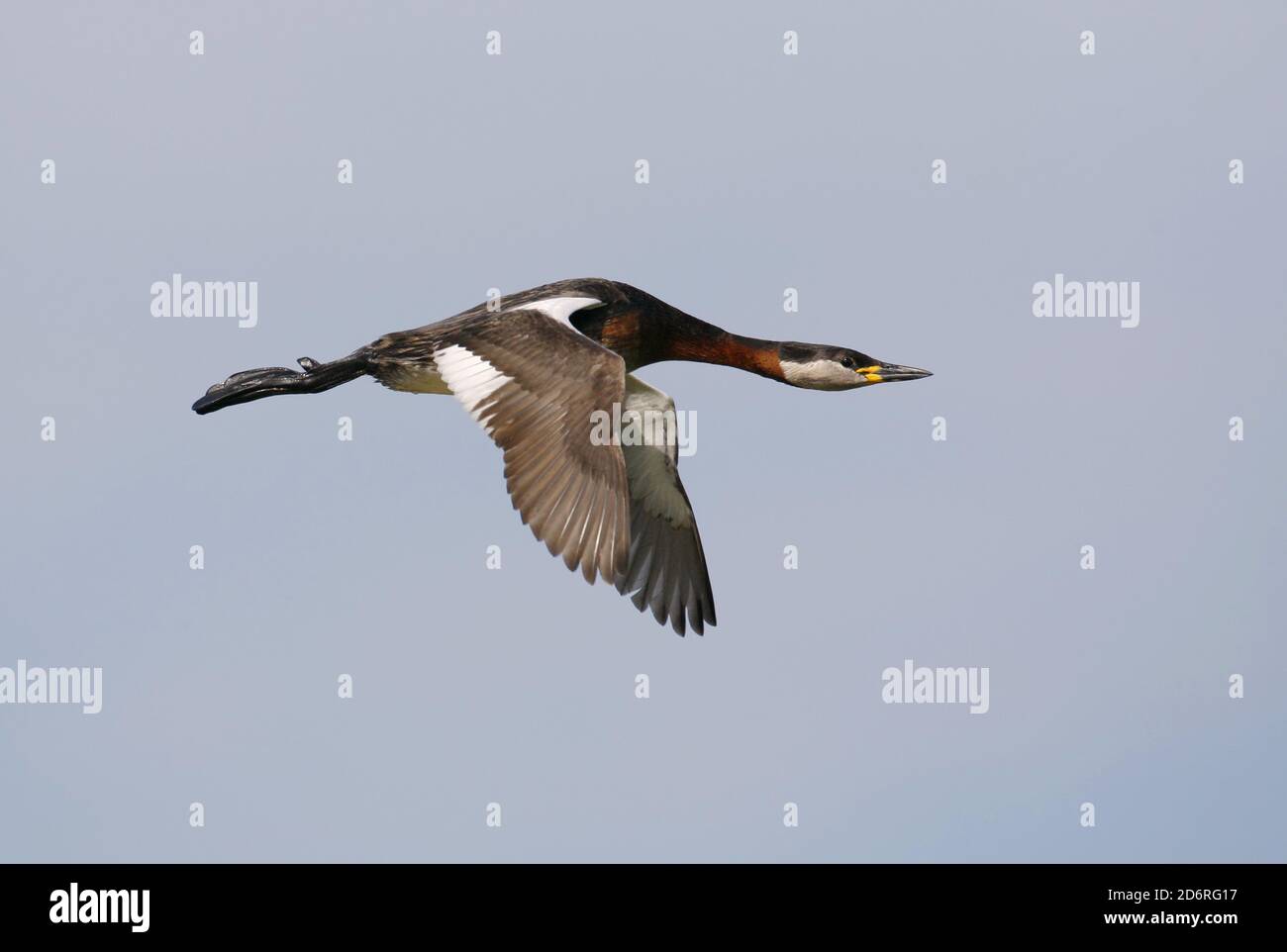 red-necked grebe (Podiceps grisegena), Adult in breeding plumage, in ...