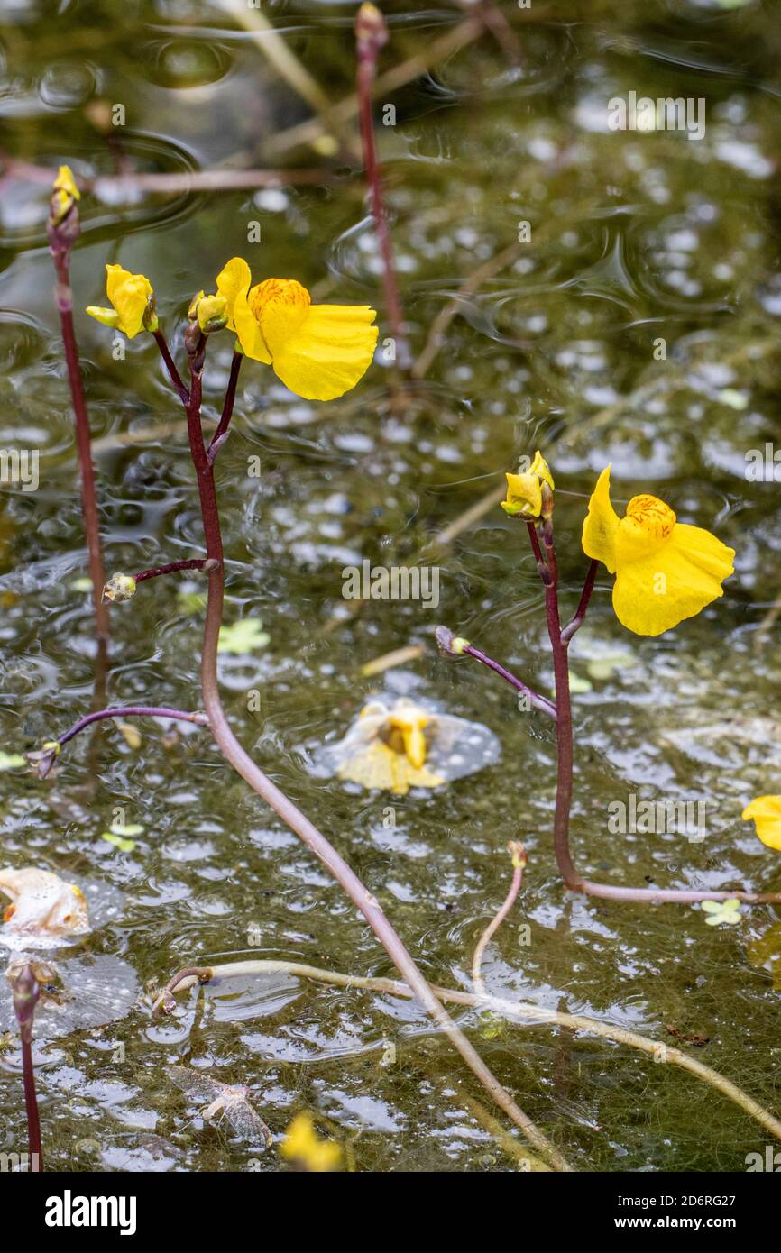 western bladderwort (Utricularia australis), blooming, Germany, Bavaria Stock Photo