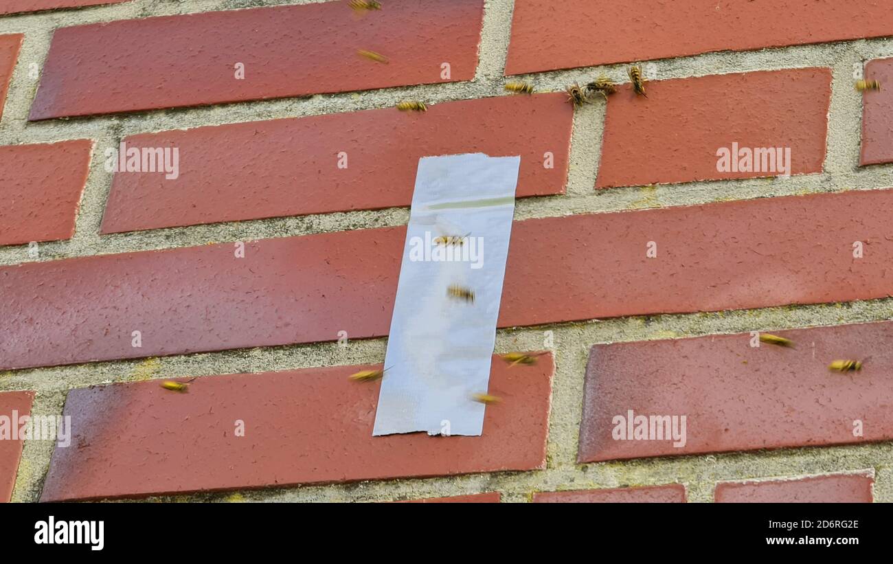wasp swarm at a wall with adhesive tape, Germany Stock Photo Alamy