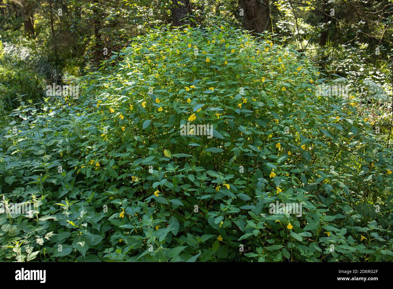 Yellow Jewelweed, Yellow Touch-me-not (Impatiens pallida), blooming, Germany, Bavaria, Chiemseemoore Stock Photo