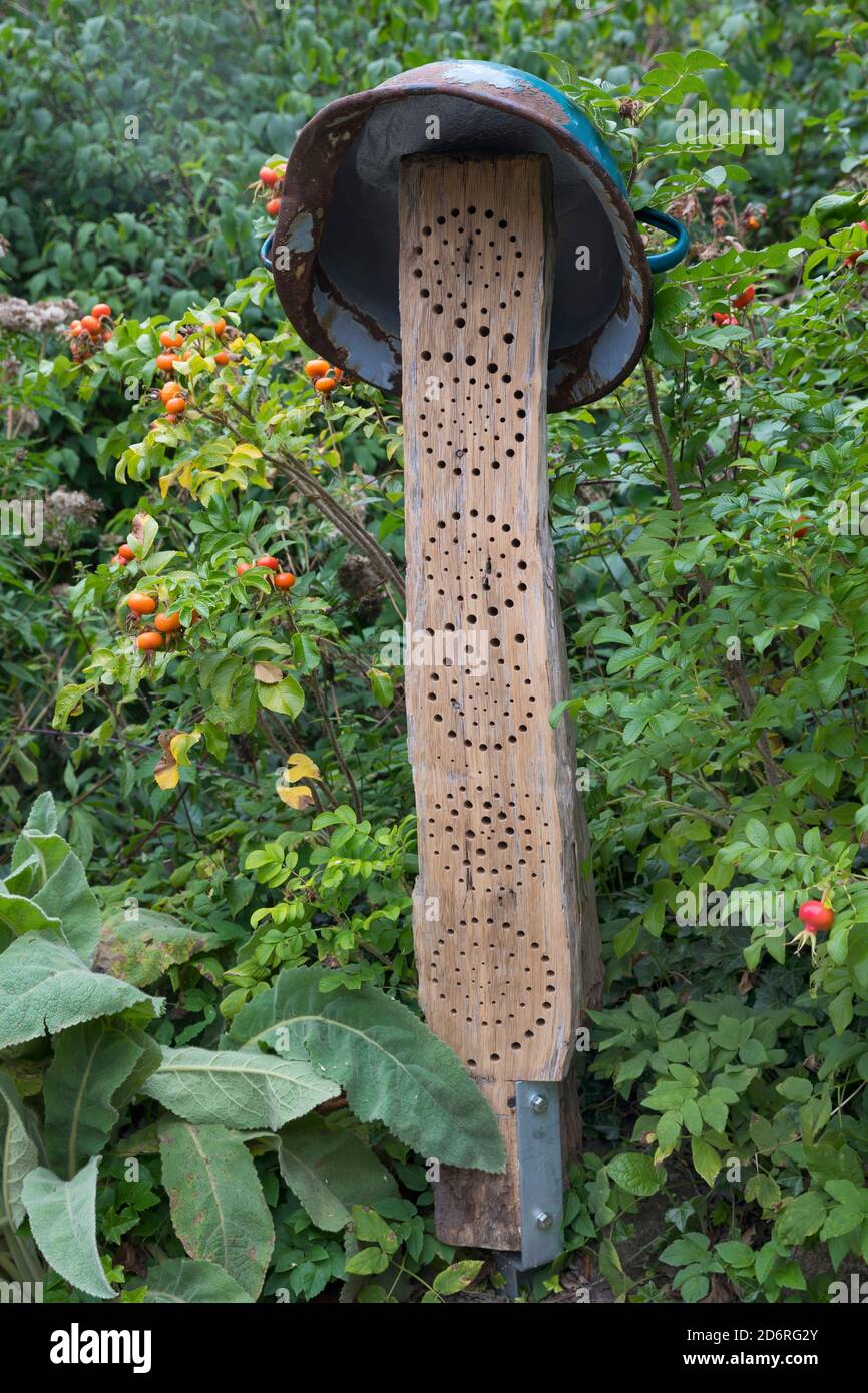 selfmade insect hotel for wild bees made with an oak trunk, Germany Stock Photo