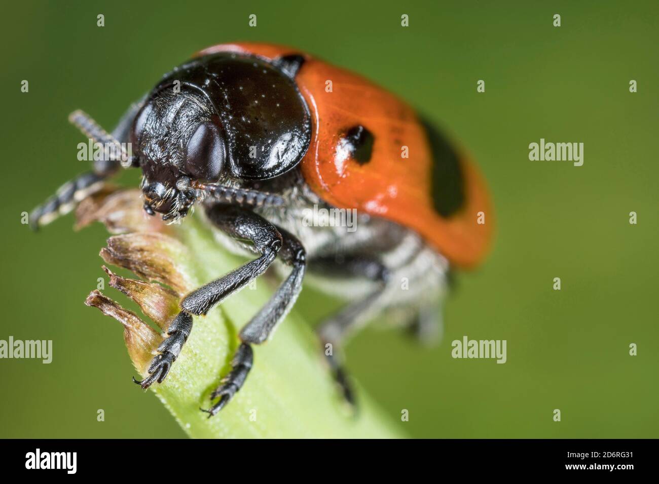 Willow clytra (Clytra laeviuscula), sits on a stem, Germany Stock Photo