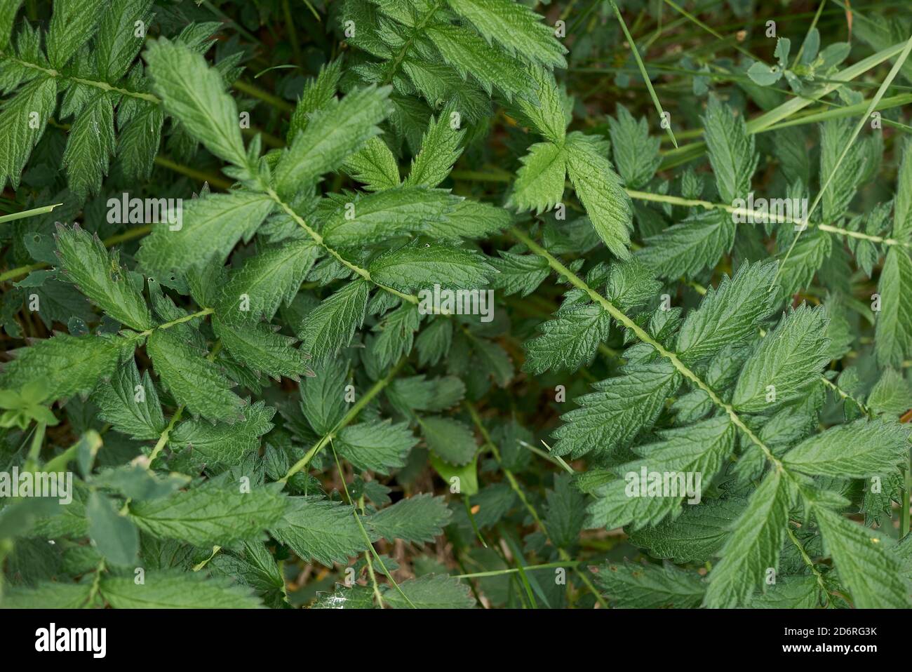 Agrimonia eupatoria fresh green leaves Stock Photo