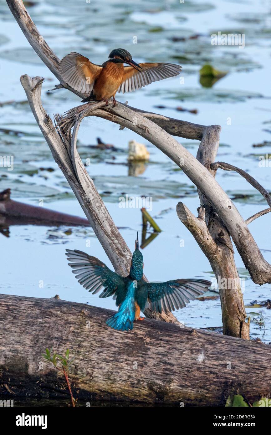 river kingfisher (Alcedo atthis), communicating pair on dead wood in a lake, Germany, Bavaria, Lake Chiemsee Stock Photo