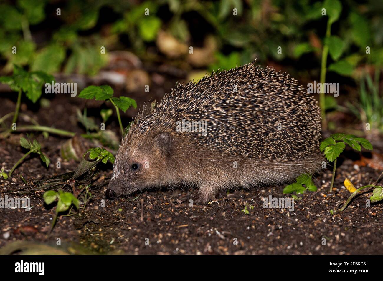 Western hedgehog, European hedgehog (Erinaceus europaeus), foraging in autumn, side view, Germany, Bavaria, Isental Stock Photo