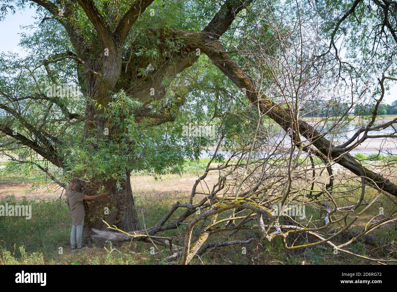 willow, osier (Salix spec.), old willow on the shore of Elbe river, Germany Stock Photo