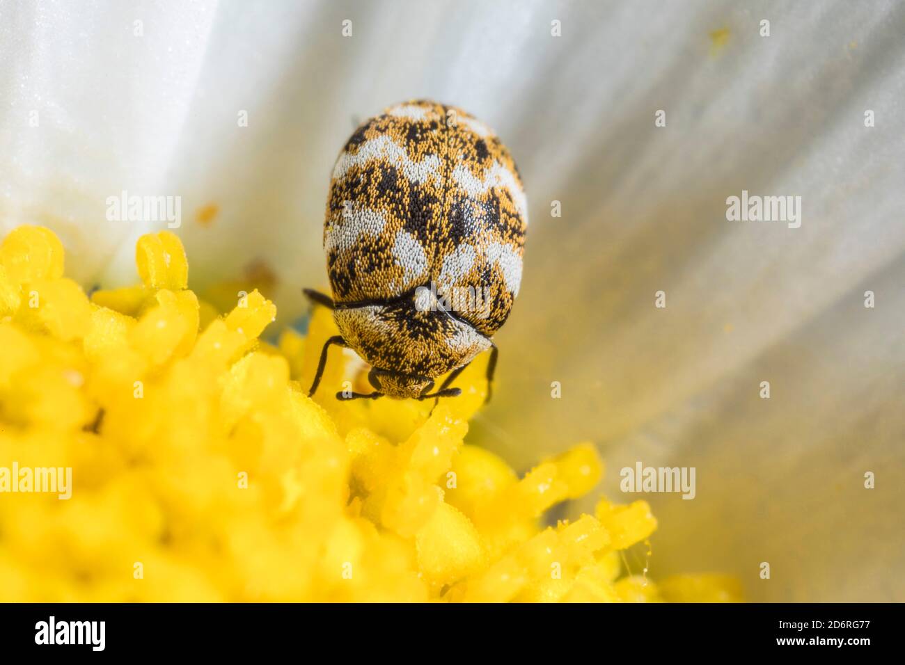 varied carpet beetle (Anthrenus verbasci), sits on a flower, Germany Stock Photo