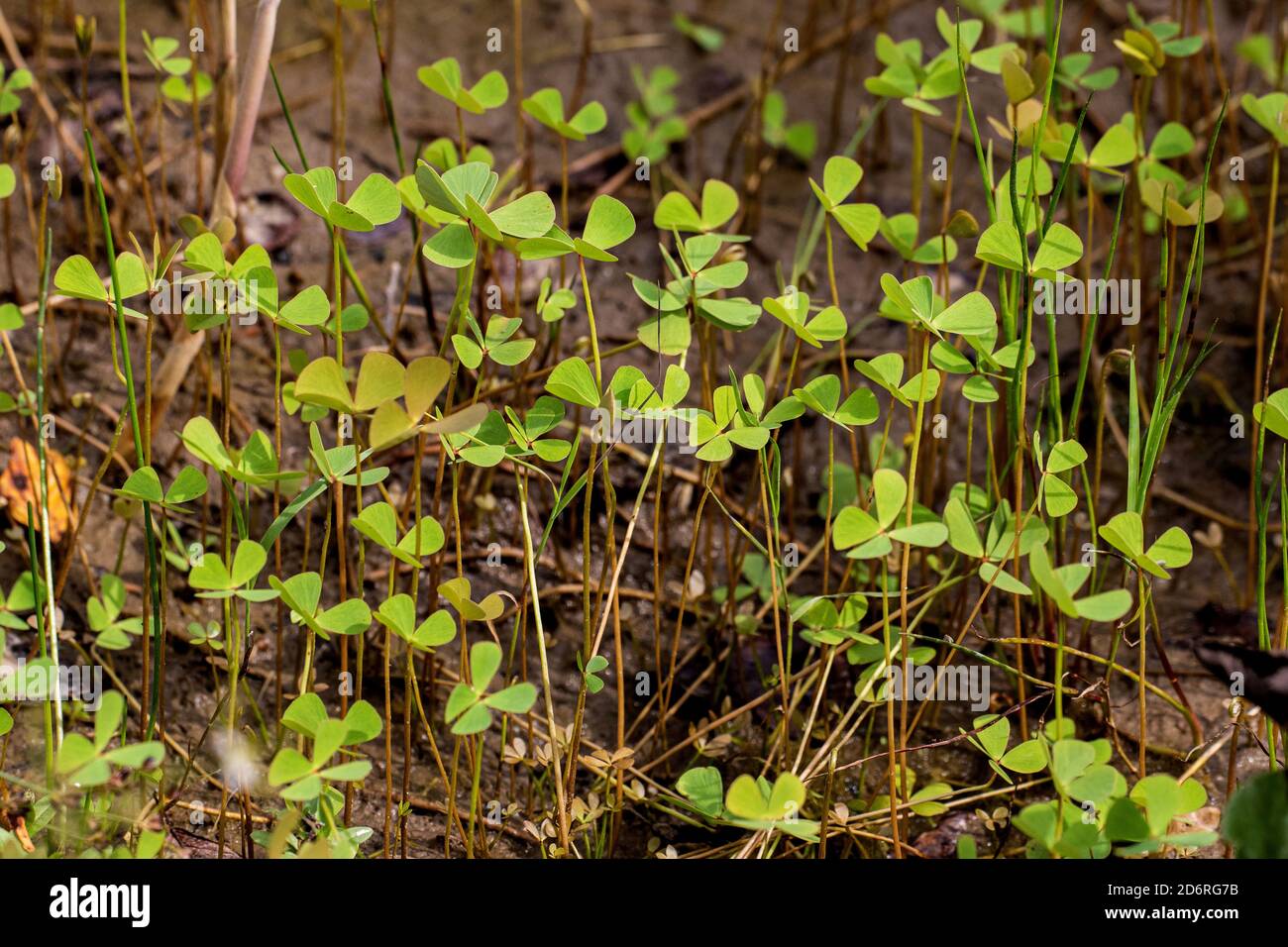 European water-clover, European water fern (Marsilea quadrifolia), group, Germany Stock Photo