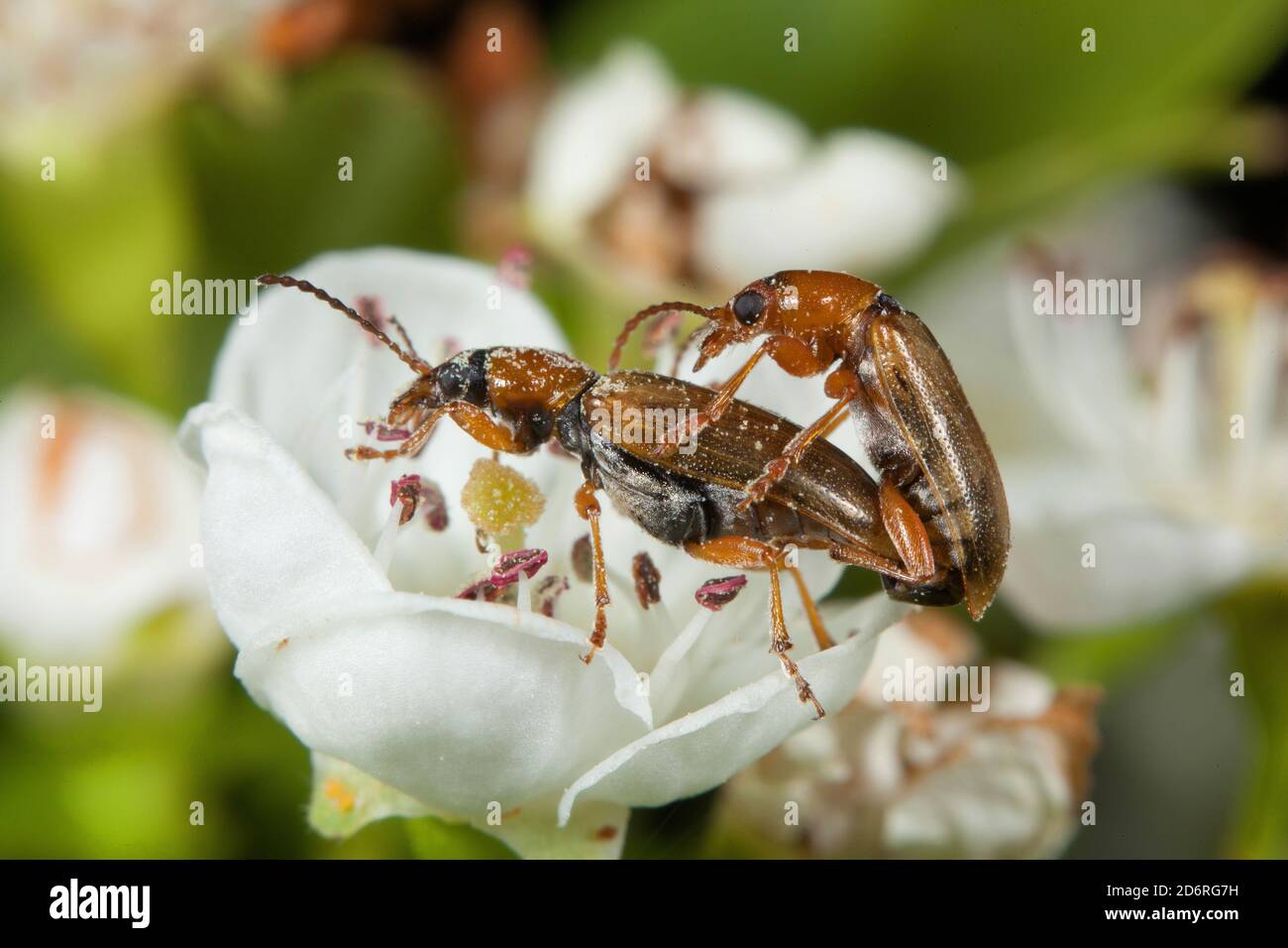 leaf beetle (Orsodacne cerasi), sitting on a flower, Germany Stock Photo