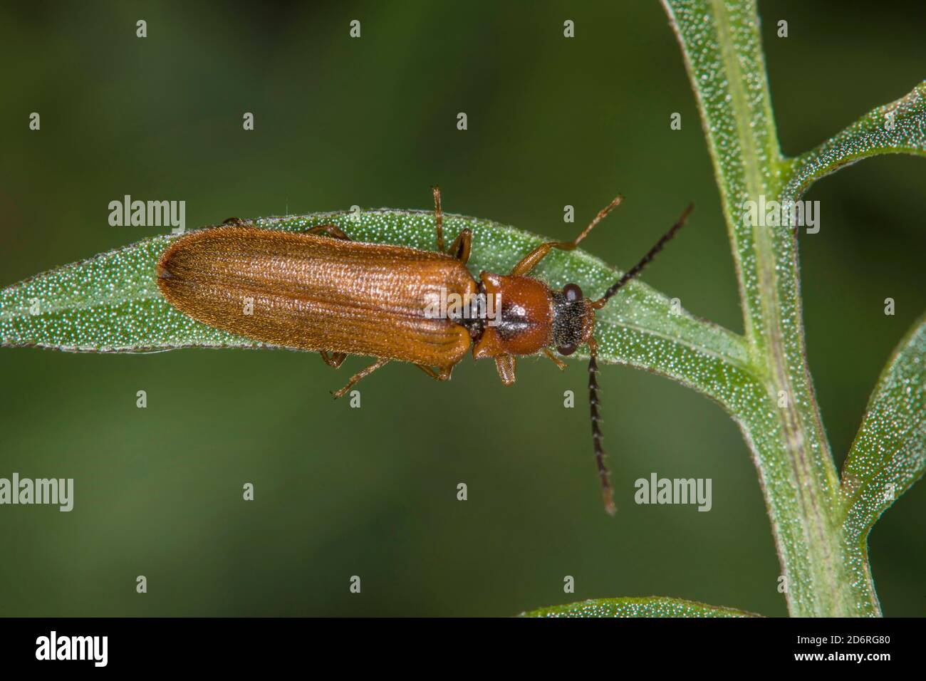Click beetle (Denticollis linearis), sits on a leaf, Germany Stock Photo