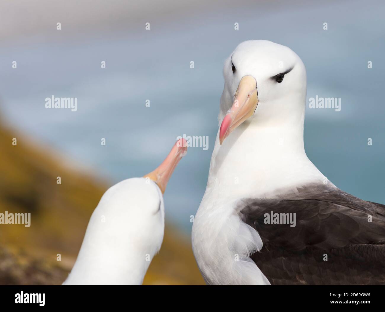 Black-browed Albatross ( Thalassarche melanophris ) or Mollymawk, pair caressing to strenghten the partnership, typical as greeting and courtship beha Stock Photo