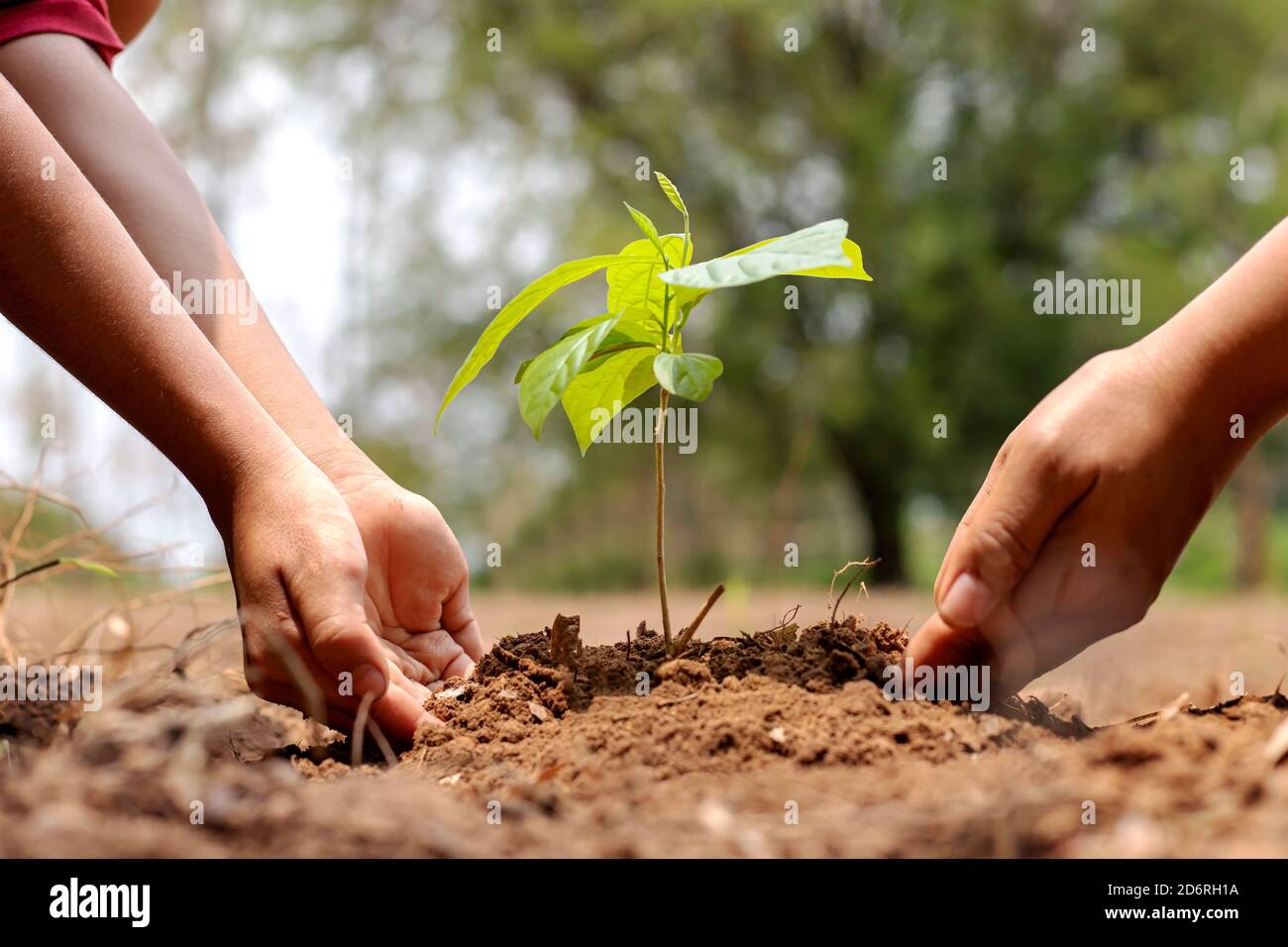 The hands of a little boy are helping adults grow small trees in the