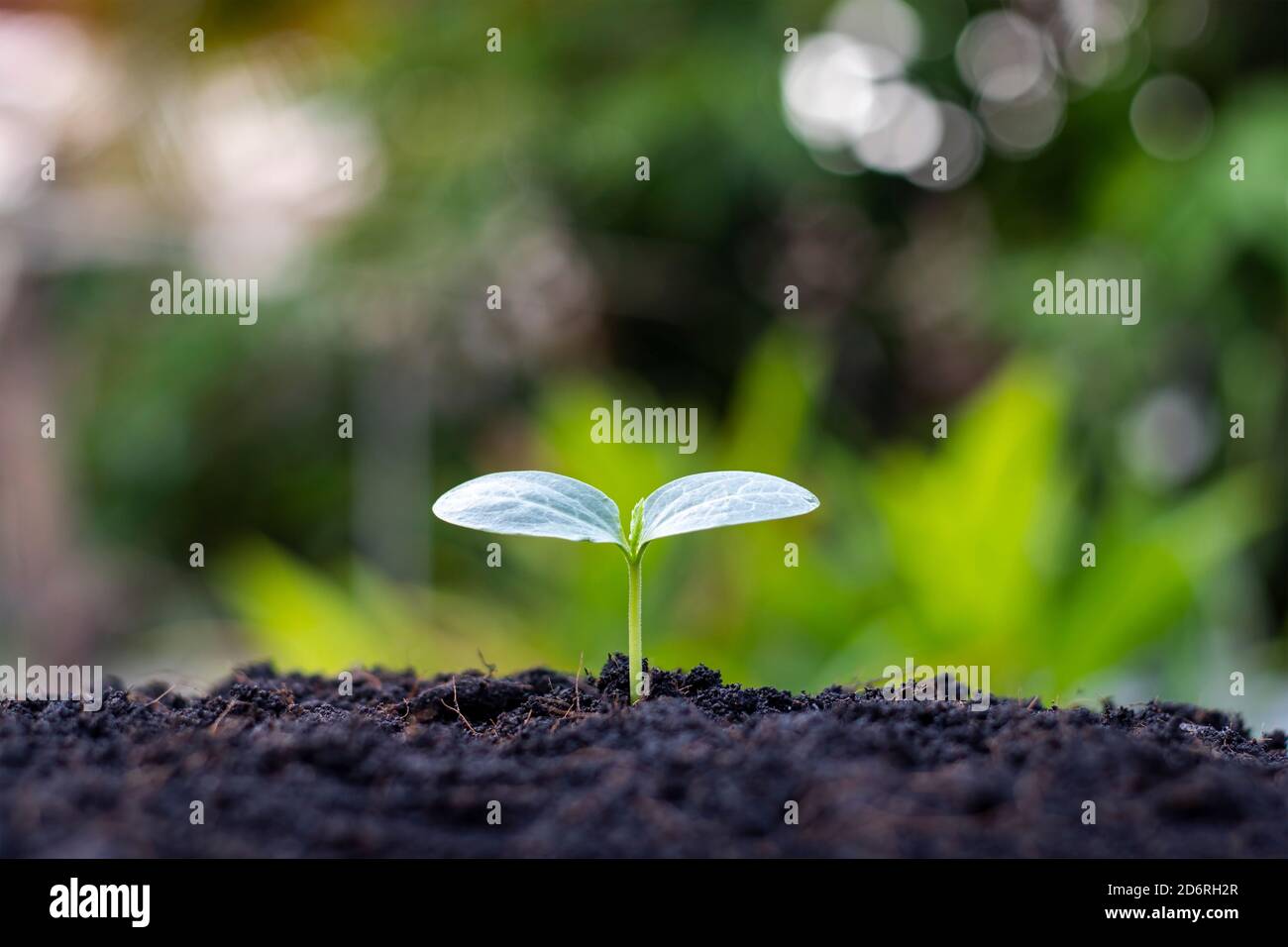 Small trees with green leaves, natural growth and sunlight, the concept of agriculture and sustainable plant growth. Stock Photo