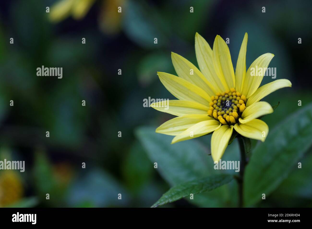 Jerusalem artichoke sunflower Stock Photo Alamy