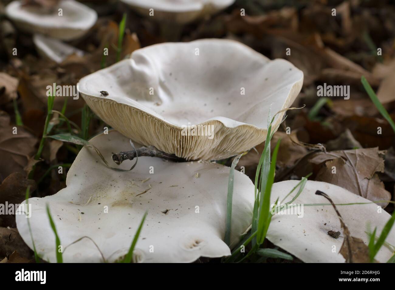 Clouded Funnel or Clouded Agaric latin name Clitocybe nebularis common to the United Kingdom and Europe Stock Photo