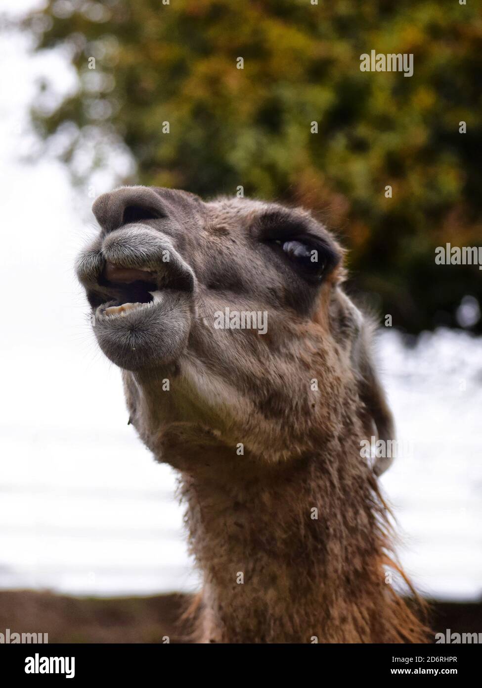 Head shot of a llama Stock Photo