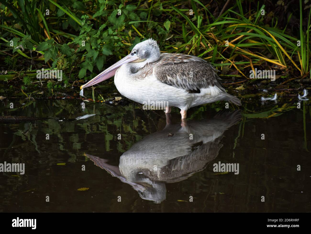 pelican standing in water with reflection Stock Photo