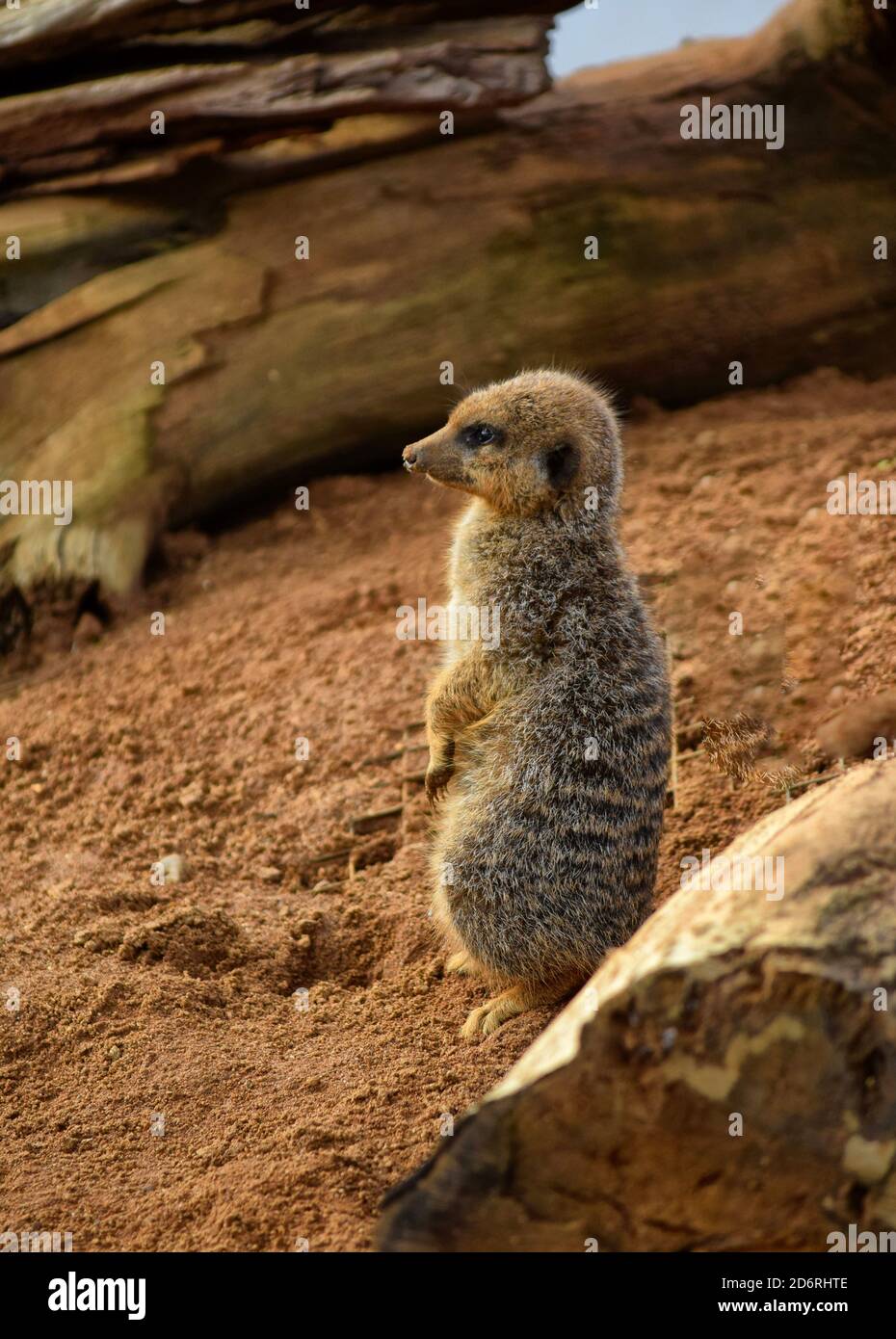 meerkat on look out Stock Photo