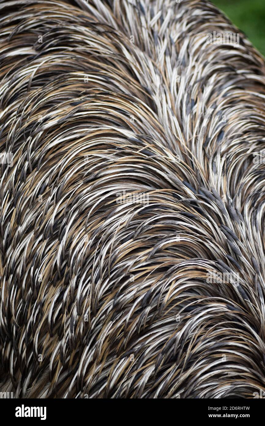 Emu feathers texture up close hi-res stock photography and images - Alamy