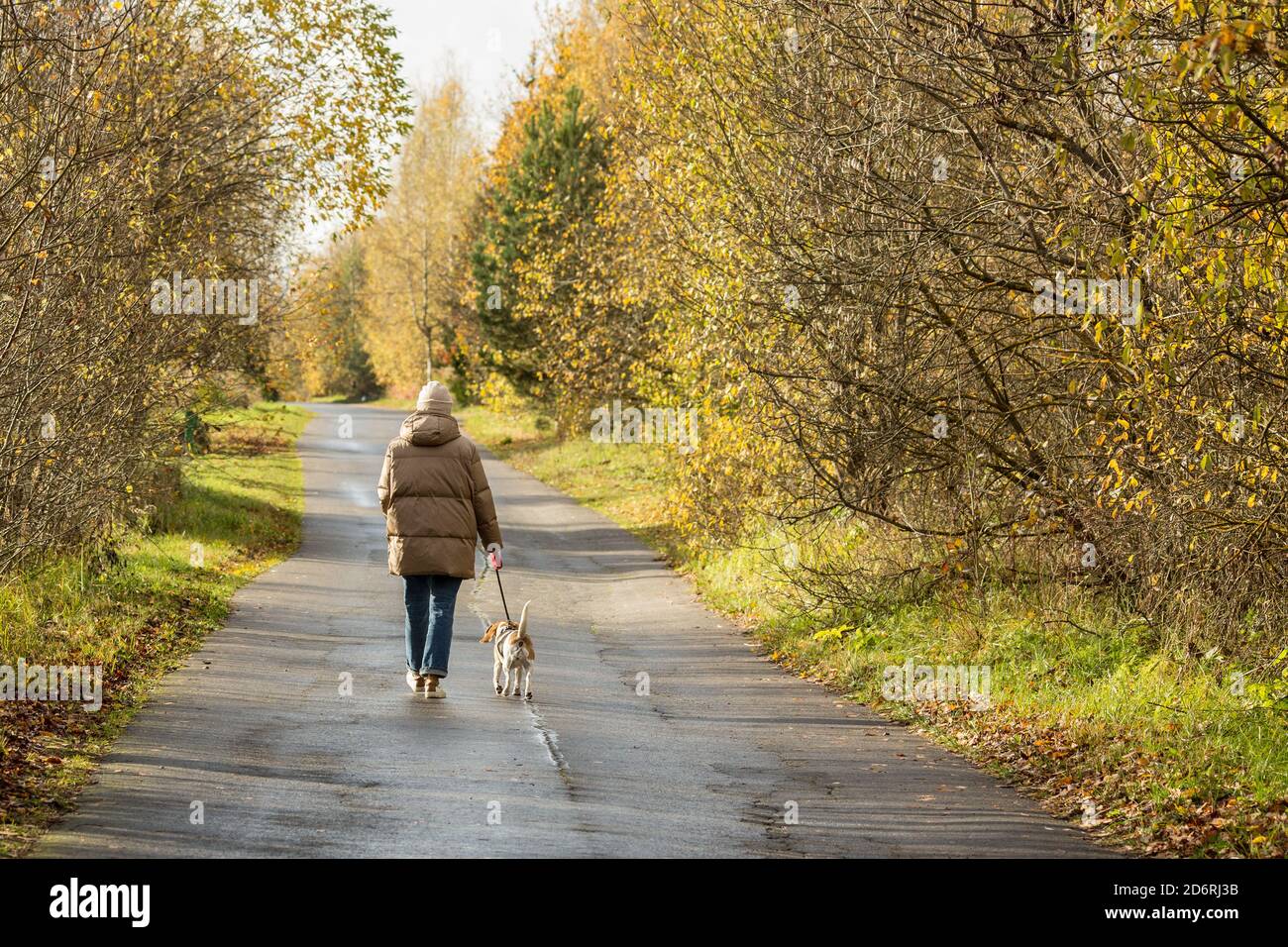 Woman walking with a beagle on the asphalt road in the countryside. Stock Photo