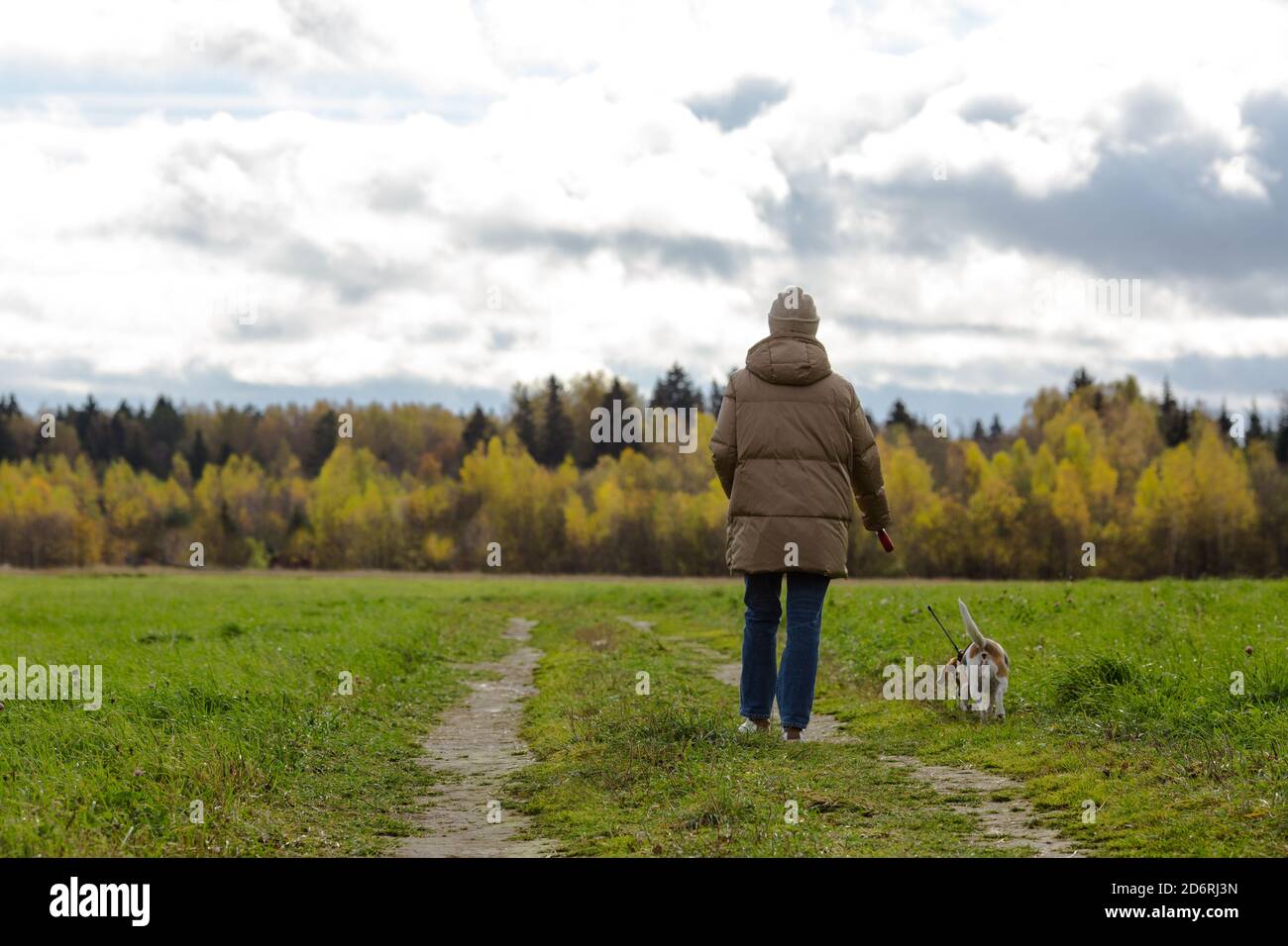 Mid adult woman walking with a beagle on the field. Stock Photo