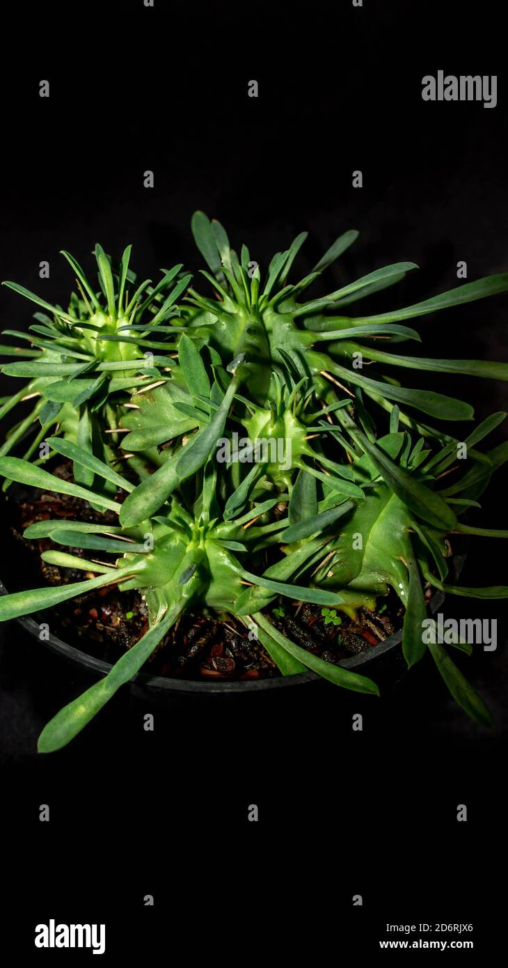 Closeup of Euphorbia sp isolated on black background. Decorative houseplant Stock Photo