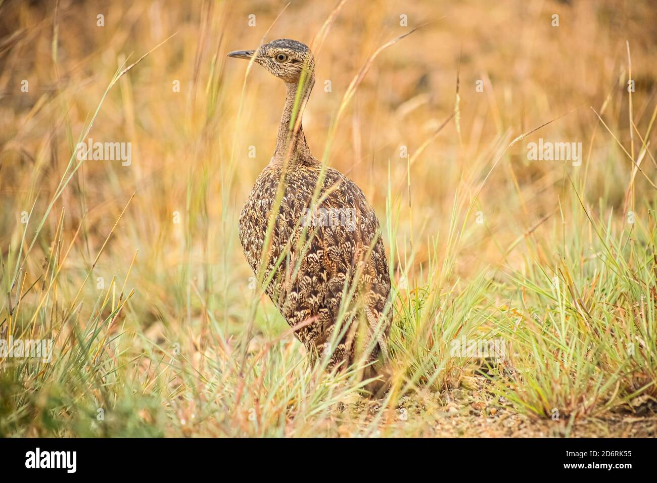 Red-crested korhaan (Lophotus ruficrista) in a wildlife reserve in South Africa Stock Photo